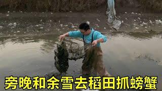 傍晚和余雪去稻田里捉螃蟹，两个小时逮了十几斤，个个都是满黄！ #捉螃蟹