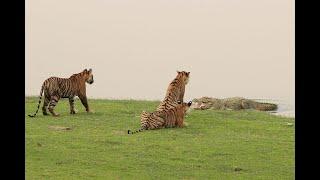 O' que acontece quando crocodilos e tigres se encontram?