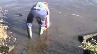 Schöner 80cm Hecht aus der Maas in Holland