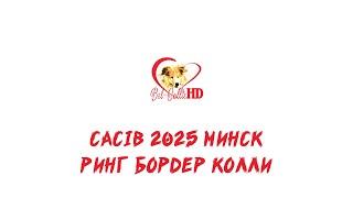 Международная выставка собак (CACIB), ринг бордер колли