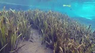 Eastern Chicken Turtle eats & swims into plants, a Freshwater Turtle at Alexander Springs 2015