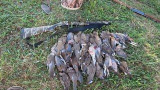 Dove Hunting Opening Day 2024!