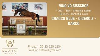 CHACCO BLUE x CICERO Z 2021 LICENSED BREEDING STALLION HORSE FOR SALE