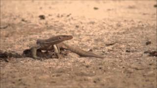 Monitor Lizard - Kachchh ,Gujarat