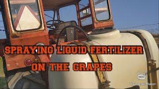 Spraying liquid fertilizer on the grapes with Belarus HOM3-M6