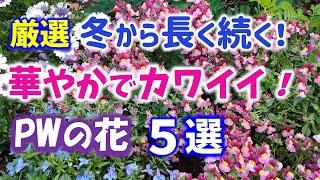 【ガーデニング】冬から華やかでカワイイが長く続く！これから育てたいPWの花５選の紹介！PWディスプレイガーデン・ハクサン・あしかがフラワーパーク・ Gardening