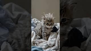Morning Mess ‍ #Fyp #Viral #Fluffy #KittenLove #MorningMood #BedHead #Catsoftiktok #TooCute #Slee