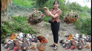 Bring chickens from the mountains to the market to sell, bathe pets and clean cages