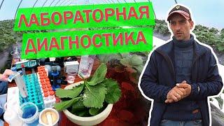 Листовая диагностика клубники