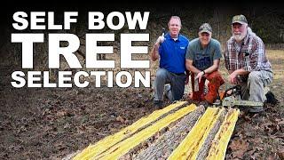 Self-Bow Making - Finding the Perfect Tree