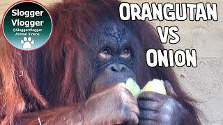 Orangutan Goes Wild with an Onion Toss