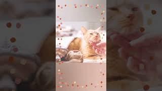 Cat Fever Management #cat #bdvets #cathealth  #cat_fever