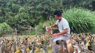 Three-month-old ducks caught one for their friends to taste today  and went to the one-year-old ban