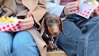 With Mini Dachshund to a small village Durbuy.