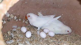 Albino Birds Breeding Setup of Moazzam