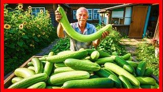 ️ Делай это и Будет МНОГО ОГУРЦОВ!