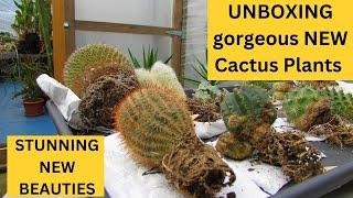 UNBOXING gorgeous NEW Cactus Plants #cactus #cacti