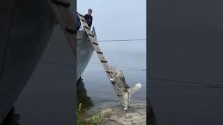 Smart Husky climbs ladder to board boat with people.