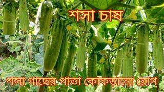 শসা চাষ পদ্ধতি || শসা গাছের পরিচর্যা || শসা গাছের পাতা কোকড়ানো || Sosa chas || Ami Krishak Bandhu