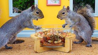  CAT TV NO ADS ️ Birds & Squirrels Discover the Nut House ️ Videos for cats 4K HDR