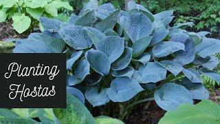 Planting Hostas // Garden with Glamour