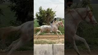 HORSE RACING BAREBACK RIDING #horse #horseracing #horselover #marwarihorse #horsesports