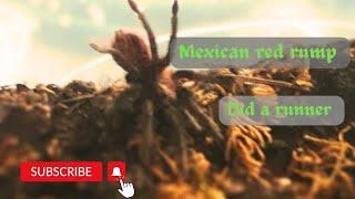 Mexican red rump #tarantula #nature #video #all #wildlife