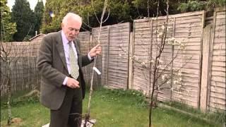 How To Plant & Grow Bare Root Apple Trees From Mr Fothergill's Seeds Ltd