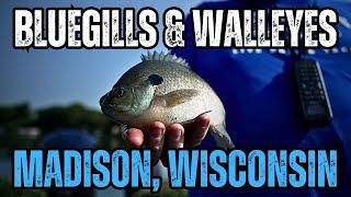 Unbelievable Bluegill & Walleye Action Fishing in Madison, WI!