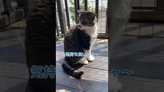 離れ日向ぼっこ#さかがみ家 #保護猫 #保護犬 #cat #dog #坂上忍