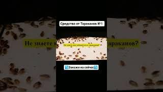 Как вывести Тараканов из квартыры