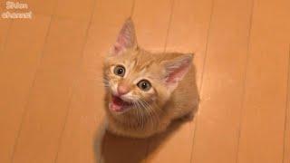 【生後59日】寝る前に指チュパさせて！とおねだりする子猫