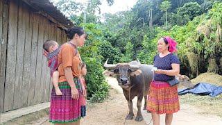 Single mother herds buffalo for hire to earn a living every day #lythilien