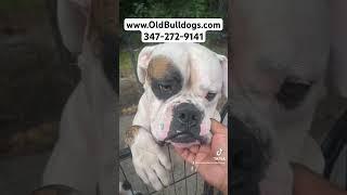 THE MASTER OF ALL BULLDOGS HAVE REAL AMERICAN BULLDOGS AND THESE PEOPLE ARE JEALOUS MR WINSTON.