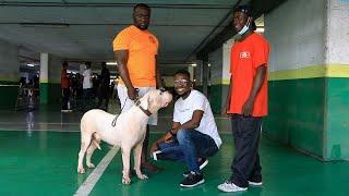 Meet Nolga the Dogo Argentino at KUG Dog Show 2021