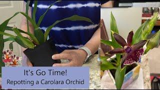 Carolara Orchid Repot | It's Go Time! | New Root Tips Signal Action in Orchid Repot