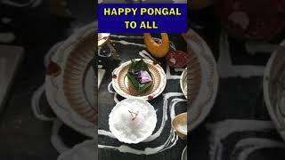 Pongal wishes | pongal celebration | pongal Shorts | sweet pongal