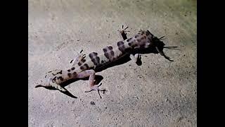 Gecko with deformed tail