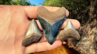 Exploring Florida Swamps for Shark Teeth and Other Fossils - Hunting for Megalodon Teeth