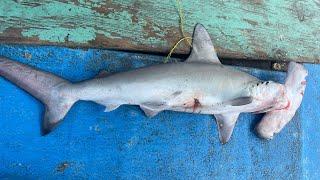 HAMMERHEAD SHARK CAUGHT ON THE WARLOCK ! TRYING FRY STINGRAY FOR THE FIRST TIME ! GULF, TRINIDAD.