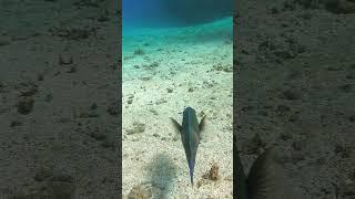Parrotfish Part 1