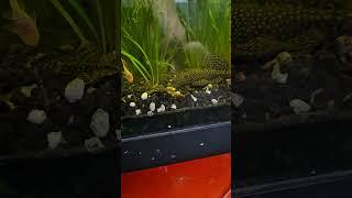 Adult Bushynose Plecos love Hikari Algea wafers too...!