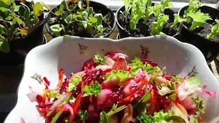 Салат от давления, для хорошей работы желудка и кишечника