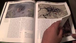 ASMR - Page turning - #27 - Spider Book - no talking