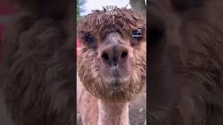 마지막에 알파카 침맞고 비명소리 주의 #알파카 #제주 #jeju #alpaca #