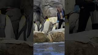 Penguin lunch time / penguin walk / calgary zoo