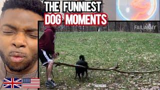 Brit Reacts To THE FUNNIEST DOG FAILS!