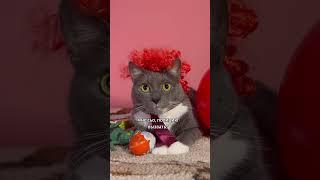 ЕСЛИ БЫ КОТИКИ ХОДИЛИ В МАГАЗИН - КОСТЮМ НА ХЭЛЛОУИН