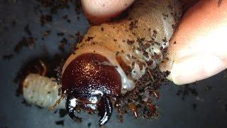 Dynastes hercules - Checking larvae