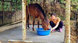 120 days of horse care and gardening | farm construction - Ban Thi Diet